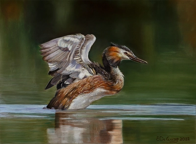 Pastello naturalistico raffigurante uno svasso in natura realizzato con i pastelli morbidi